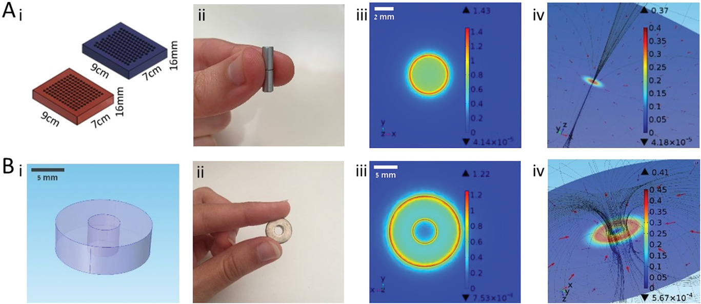 Modular magnetic devices for applying local magnetic fields. Applying magnetic fields using A) 4 mm diameter pinhole parallelly‐aligned and beehive‐like magnetic devices. B) 1.5 cm diameter ring magnet. i) Illustrations of magnetic devices. In blue: pores are arranged in a beehive‐like pattern, in red: pores are arranged in parallel lines. ii) Life‐size images of magnetic rod/ring. iii) Simulations of magnetic flux density in COMSOL software. The images present a top view of magnetic flux density generated by a magnetic rod/ring in tesla (T). Intensity is color‐coded (low intensity in dark blue, high intensity in red). iv) COMSOL simulations of magnetic field, magnetic flux density, and magnetic force 1 mm above the magnetic rod/ring. The magnetic field is indicated as solid lines. The intensity of the magnetic flux density in tesla (T) is color‐coded (low intensity in dark blue, high intensity in red) and the direction of the force is indicated by red arrows. @ Bar-Ilan University