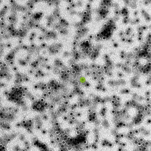 Each orb — one has been highlighted in lime green — is a bacterial microcompartment, about 40 nanometers in diameter. That’s about one one-thousandth of the diameter of a human hair. @ Kerfeld Lab/PNAS