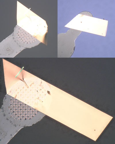 Figure 1: Optical microscopy images of a single crystal of MT-pyrene (gold trapezoid). It boosted the performance of a field-effect transistor. @ RIKEN Center for Emergent Matter Science
