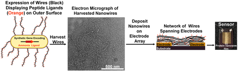 Nanowires, with their chemical-sniffing capabilities, are harvested and built into a sensor. @ Lekbach et al.