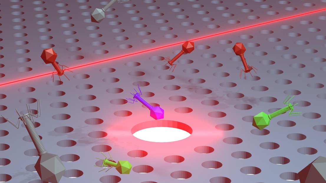 An illustration of the chip-embedded nanotweezers trapping bacteriophages. @ Nicolas Villa/EPFL