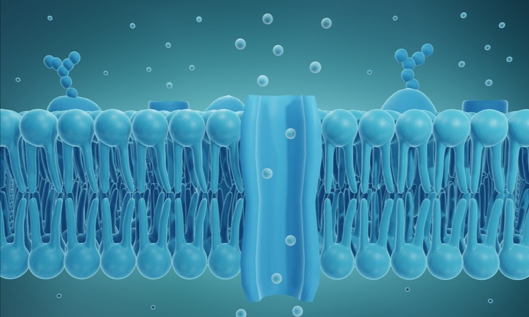 Bilayer structure of a living cell membrane, composed of phospholipid. @ Arizona State University