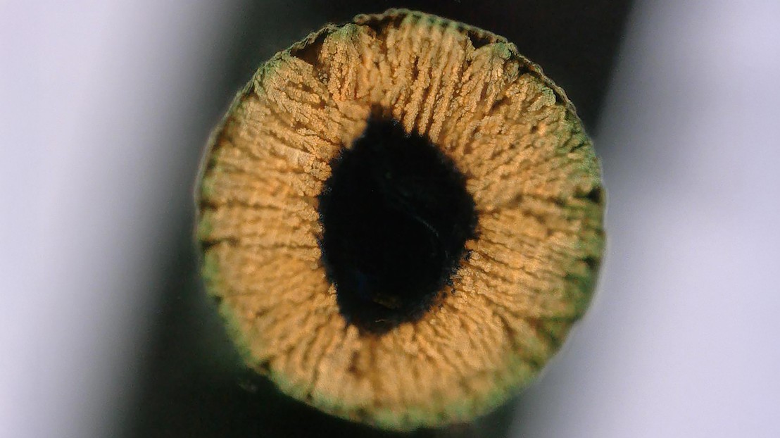 Cross-section of a copper-infused hydrogel.