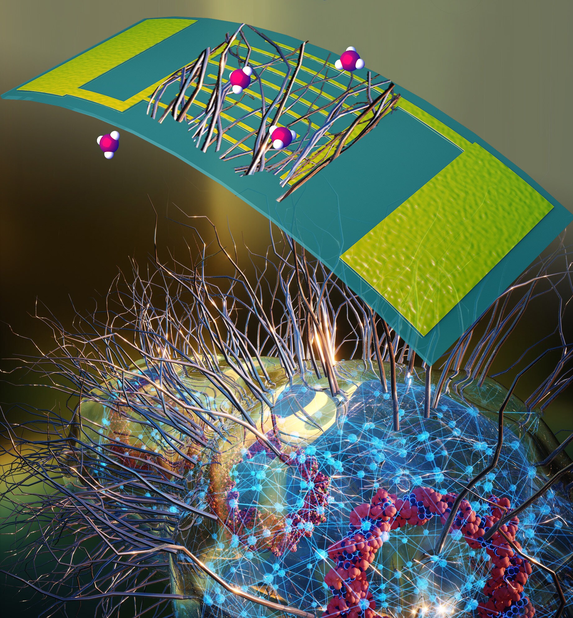 Specific molecules stick to nanowires grown on genetically modified E. coli. @ UMass Amherst