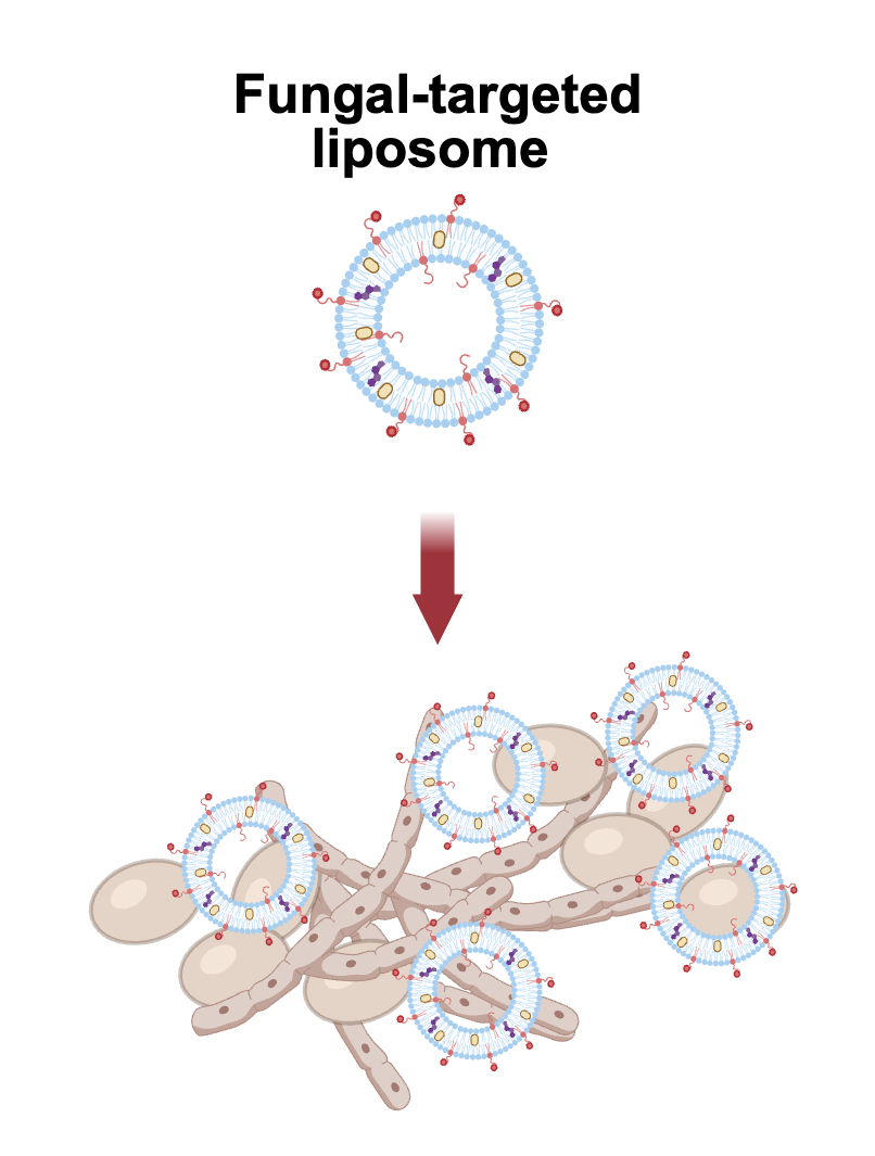 By “decorating” a liposome with a peptide that's naturally attracted to Candida cells, researchers have developed a promising new way to deliver antifungal drugs to fight infections.