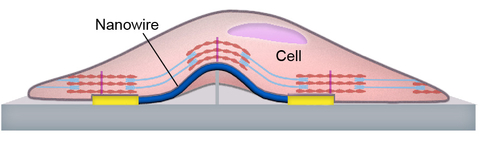Schematic of the sensor structure and cell-sensor interface. @ University of Massachusetts Amherst