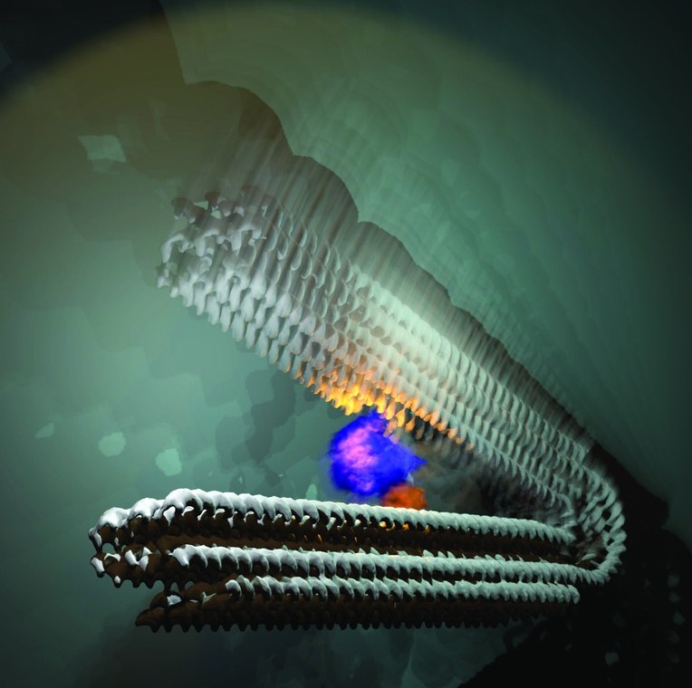 The novel type of nanomotor - with an RNA polymerase, which pulls the two “handles” together and then releases them again. This generates a pulsing movement. @ Mathias Centola/Uni Bonn
