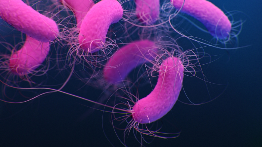 Pseudomonas aeruginosa: The rod-shaped pus pathogens move with the help of flagella. @ CDC