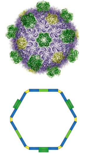 Bacterial microcompartments are made out of proteins, represented by the colorful, wavy lines in the top figure. These icosahedral shells are empty, as shown below, and Spartan researchers have helped show how they can add enzymes of choice inside. @ Kerfeld Lab/PNAS