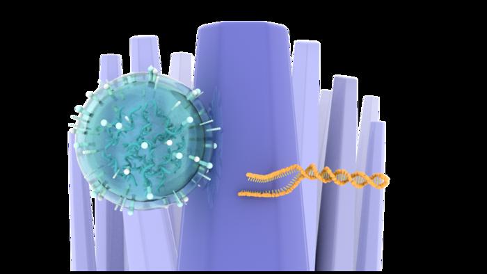 Urine tests identify brain tumors by capturing cancer-derived extracellular vesicles and DNA using nanowires. @ Takao Yasui