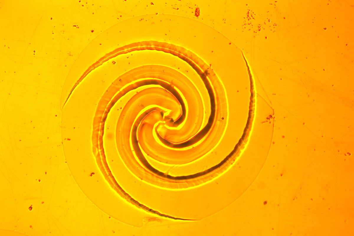 A logarithmic spiral with a diameter of 500 μm, approximately half the diameter of a sewing needle.