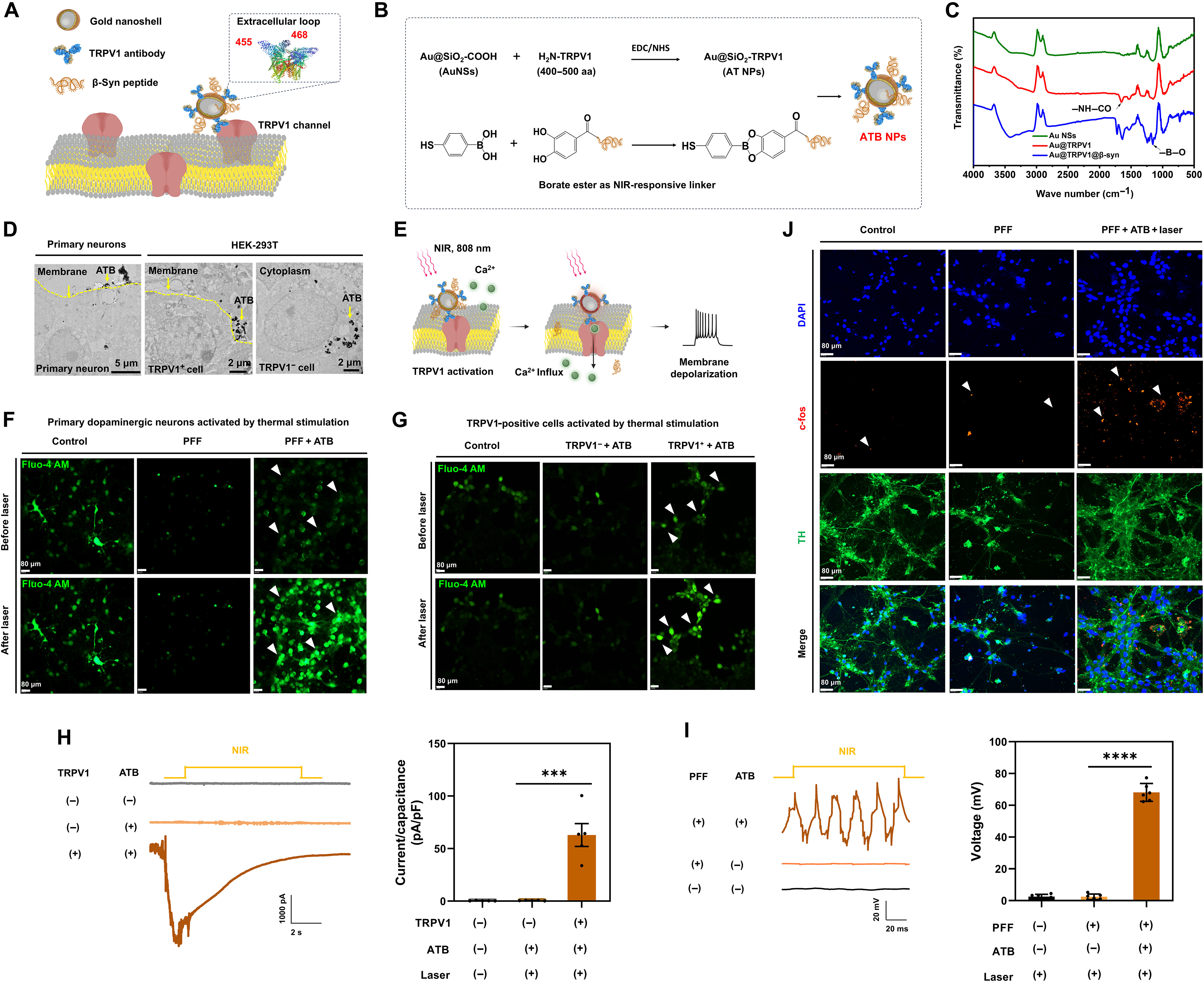 ATB NP–mediated photothermal stimulation promotes the activation and depolarization of TRPV1+ cells in vitro. (A and B) An illustration of the design of ATB NPs. (C) Representative FTIR spectra of AuNSs, AT NPs, and ATB NPs. (D) Distribution of ATB NPs (1 × 109/ml) in primary dopaminergic neurons and HEK-293T cells transfected with or without TRPV1 plasmid, as shown by TEM. (E) Working model of ATB NP–mediated photothermal stimulation activating TRPV1 and Ca2+ influx in cells, as determined by Fluo-4 AM probe. (F) Representative Ca2+ influx of control, PFF neurons, and PFF neurons treated with ATB NPs (1 × 109/ml) for 24 hours, before and after NIR laser irradiation (2 W, 20 ms per pulse, 20 Hz) for 1 min. Scale bars, 80 μm. (G) Ca2+ influx of HEK-293T cells transfected with TRPV1 plasmid or empty vector (set as control) incubated with ATB NPs, before and after NIR laser irradiation. Scale bars, 80 μm. (H) Whole-cell patch-clamp traces of TRPV1+ or TRPV1− cells in the presence or absence of ATB NPs for 24 hours and NIR laser treatment for 1 min (n = 5, five replicates). (I) Action potentials in PFF-treated DA neurons in response to ATB NPs and NIR laser irradiation (n = 6, six replicates). (J) Representative immunofluorescence images of c-fos in primary dopaminergic neurons treated with PFF (2 μg/ml) for 3 days, followed by ATB NPs incubation for 24 hours and NIR laser irradiation for 1 min. Scale bars, 80 μm. The data are expressed as the means ± SD. Statistical significance was tested using a two-tailed t test and one-way analysis of variance (ANOVA) analysis. ***P < 0.001 and ****P < 0.0001. (A), (B), and (E) created using BioRender.com. @ CAS / Science Advances