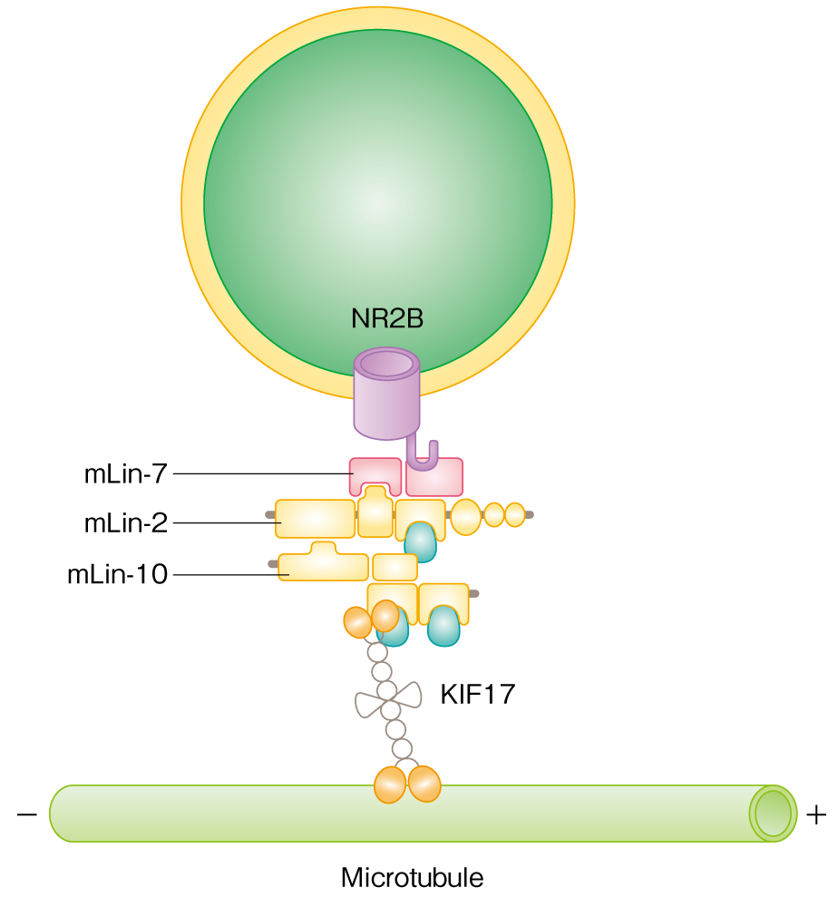 Figure 2: KIF17 coupling mechanism with vesicle NR2B (part of an NMDA receptor).
