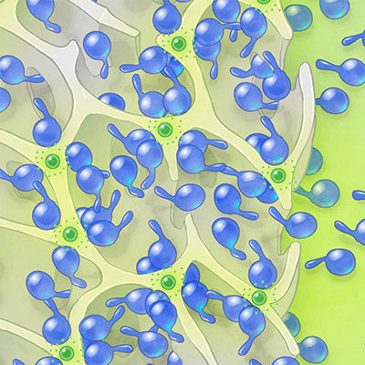 A diagram of a scaffold loaded with CAR T cells and “microspheres” containing nutrients to help the cells multiply and then leave the scaffold to go attack cancer cells. Image by Cognition Studio, courtesy of Fred Hutchinson Cancer Research Center.