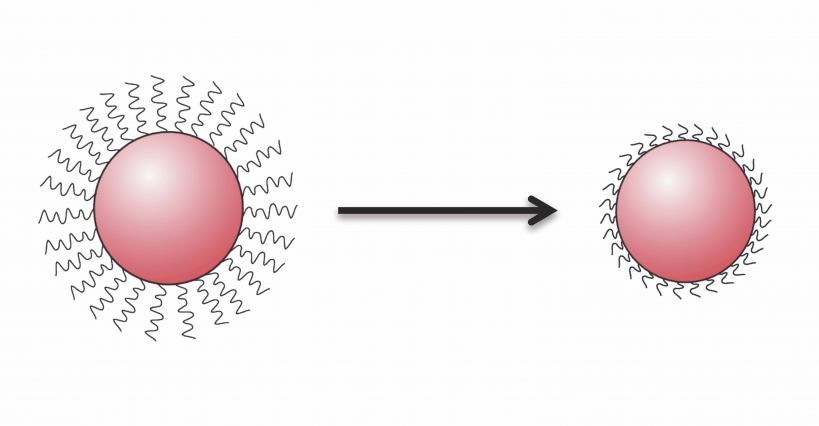 As shown in these schematics, at the center of a quantum dot is a core of a semiconducting material. Radiating outward from that core are arms, or ligands, of an organic material. The ligands keep the quantum dots in solution from sticking together, and they determine the spacing between the dots in the solid product. Replacing the long ligands on the left with the short ones on the right allows the quantum dots to pack more closely together. Image courtesy of the researchers