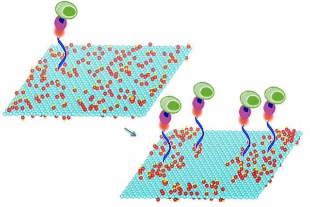 Mild heating of graphene oxide sheets makes it possible to bond particular compounds to the sheets’ surface, a new study shows. These compounds in turn select and bond with specific molecules of interest, including DNA and proteins, or even whole cells. In this image the treated graphene oxide on the right is nearly twice as efficient at capturing cells as the untreated material on the left. Courtesy of the researchers