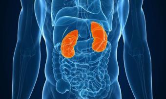 Kidneys