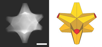 A scanning electron transmission microscope image shows an octopod, left, created at Rice University that has both plasmonic and catalytic abilities. At right is an illustration of the octopod, which has a gold core and a gold-palladium alloy surface. The scale bar is 50 nanometers. Courtesy of the Ringe Group/Rice University