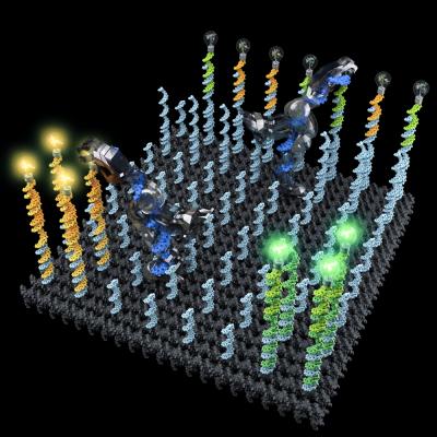 Conceptual illustration of two DNA robots collectively performing a cargo-sorting task on a DNA origami surface, transporting fluorescent molecules with different colors from initially unordered locations to separated destinations. Considerable artistic license has been taken. @ Demin Liu