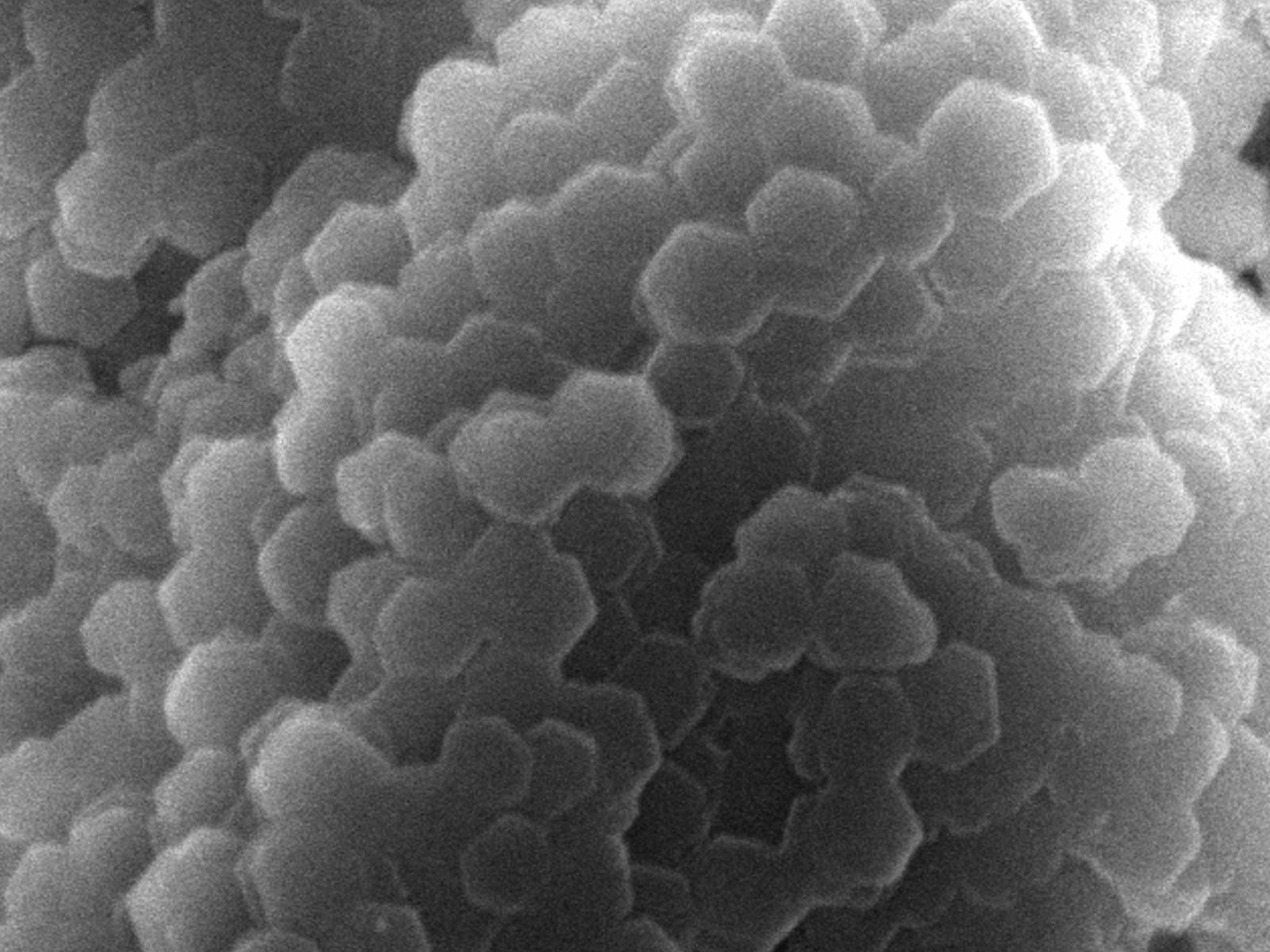 Nanoplatelets slide into place to form larger mesocrystal structures with a staggered arrangement of platelets. (Image by Xiaoxu Li | Pacific Northwest National Laboratory)