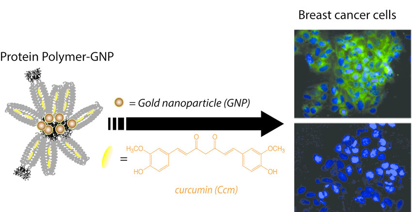 Gold nano particle molecule delivers curcumin to cancer cells