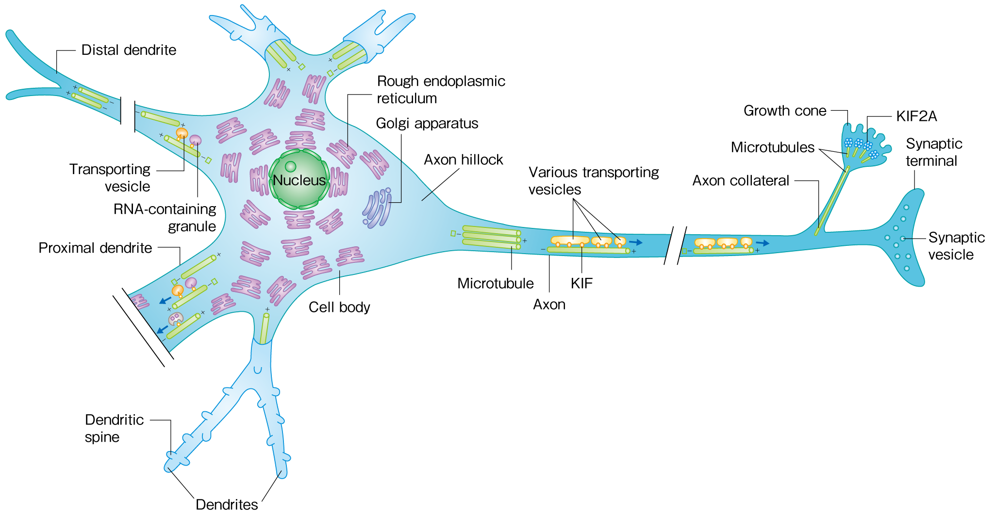 Motor proteins transporting a range of cargos in a neuron.