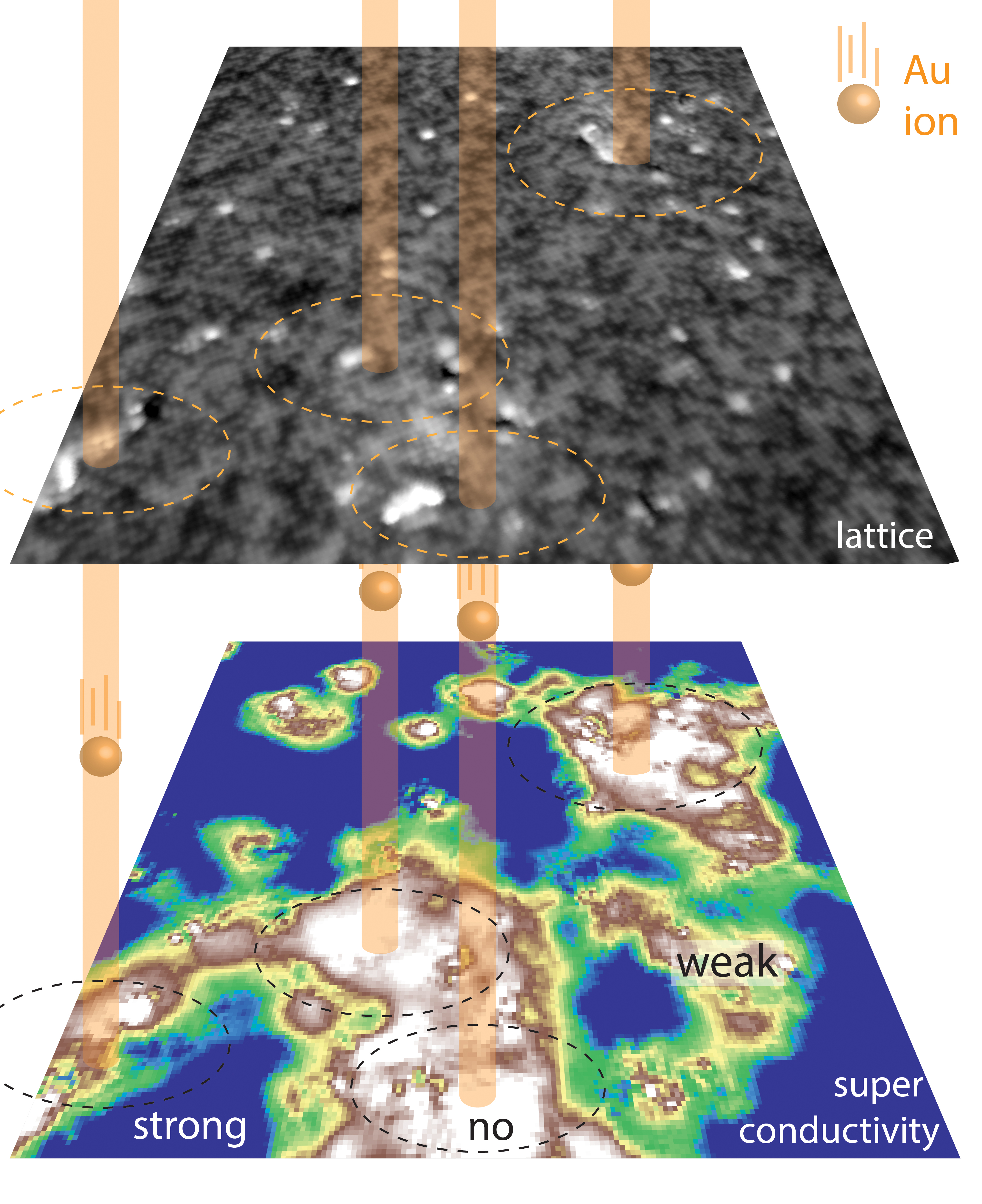 High-energy gold ions impact the crystal surface from above at the sites indicated schematically by dashed circles. Measurement of the strength of superconductivity in this same field of view, as shown on the lower panel, reveals how the impact sites are the regions where the superconductivity is also annihilated. In additional studies, the scientists discovered that it is in these same regions that the strongest pinning of quantized vortices occurs, followed at higher magnetic fields by pinning at the single atom crystal damage sites. Pinning the vortices allows high current superconductivity to flow unimpeded through the rest of the sample.
