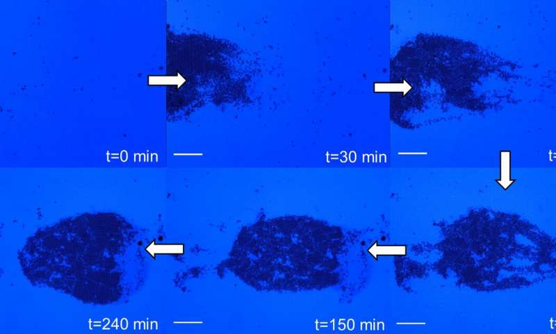 Using the new method, the researchers gather the particles of interest into an organized structure at the point of light. When the light is moved to a new location, the particles move toward the new point of light, as depicted in this video (these video screenshots). SEN LAB, PENN STATE