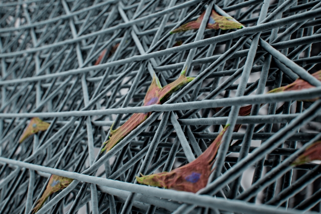 Microfilaments made using a new 3D printing method, shown in gray in this illustration, form a structure that cells, shown in color, can adhere to. The shapes formed by the filaments determine the very uniform shapes of cells. Illustration: Eli Gershenfeld