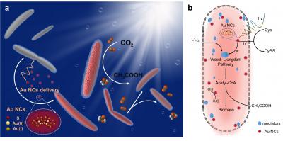 A single nanocluster of 22 gold atoms -- Au22 -- is only 1 nanometer in diameter, allowing it to easily slip through the bacterial cell wall. @ Peidong Yang, UC Berkeley