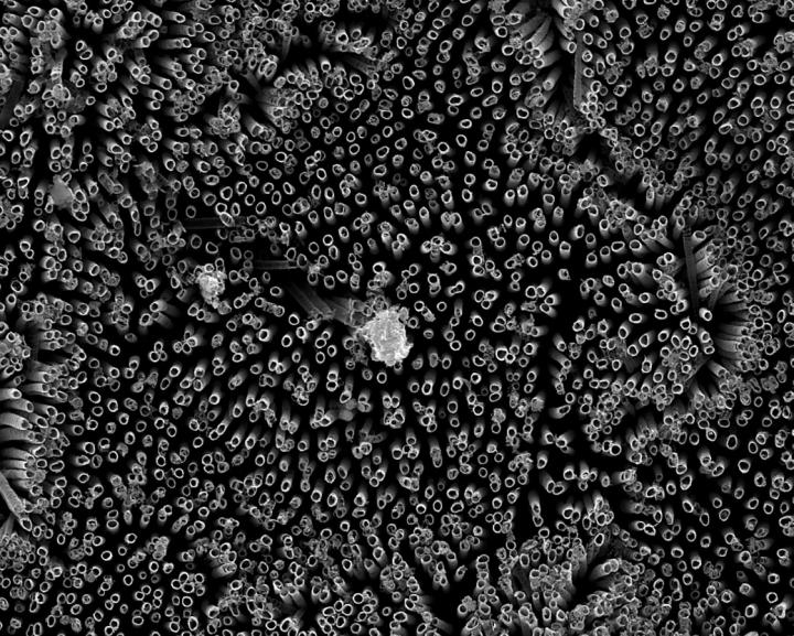 Fluorinated nanotubes provided the best superhemophobic surfaces in the CSU researchers' experiments. @ Kota lab/Colorado State University