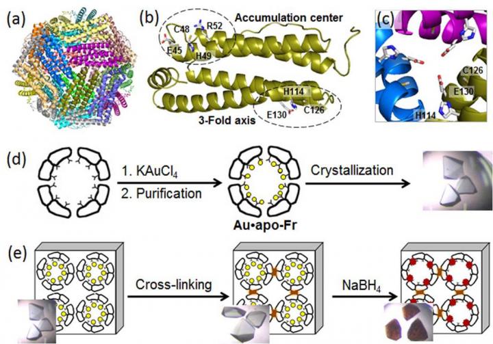 (a) Structure of the 24-mer ferritin molecule; (b) a ferritin monomer with the metal-binding sites; (c) a symmetric 3-fold axis channel; (d) preparation and crystallization of Au-containing ferritin; (e) cross-linking of the ferritin crystal and reduction of Au ions (yellow circles) into Au(0) atoms which form nanoclusters (brown particles). @ Tokyo Institute of Technology