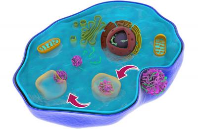 Schematic representation of the movement of the flower-like particle as it makes its way through a cellular trap to deliver therapeutic genes. @ WSU