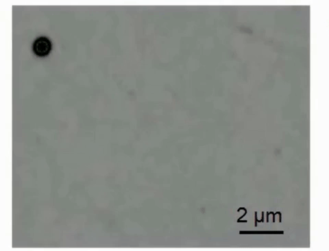 The magnetic bead was introduced into the cell, then controlled to be navigated onto the nuclear envelope. @ Xian Wang / U of T Engineering