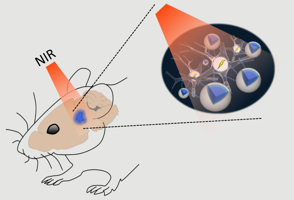 Near-infrared (NIR) light applied above the skull can easily pass through brain tissue with minimal scattering and reach deep structures. Up-conversion nanoparticles (UCNPs; blue) in the tissue can absorb this light and locally emit visible light sufficient to activate light-sensitive channels expressed in nearby neurons. @ RIKEN