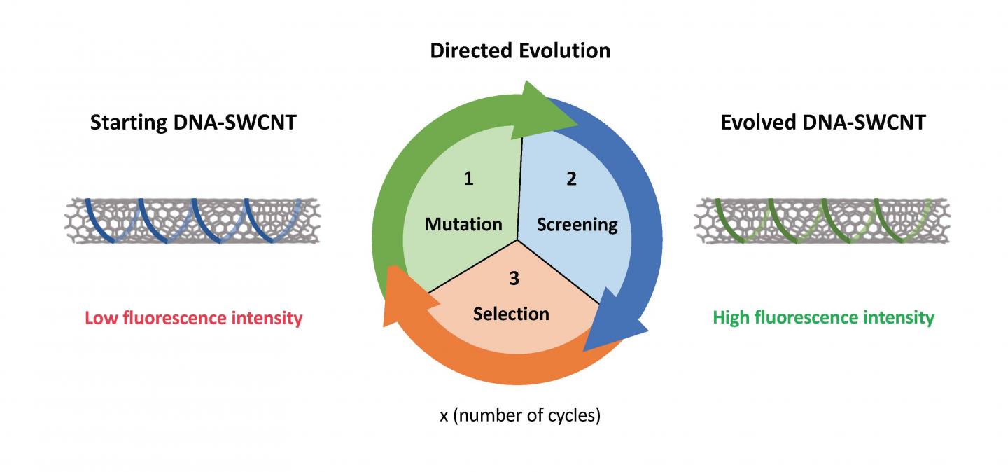 The starting complex is a DNA-SWCNT with a dim optical signal. This is evolved through directed evolution: (1) random mutation of the DNA sequence; (2) wrapping of the SWCNTs with the DNA and screening of the complex's optical signal; (3) selection of the DNA-SWCNT complexes exhibiting an improved optical signal. After several cycles of evolution, we can evolve DNA-SWCNT complexes that show enhanced optical behavior. @ Benjamin Lambert (EPFL)