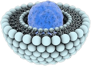 liposome.png