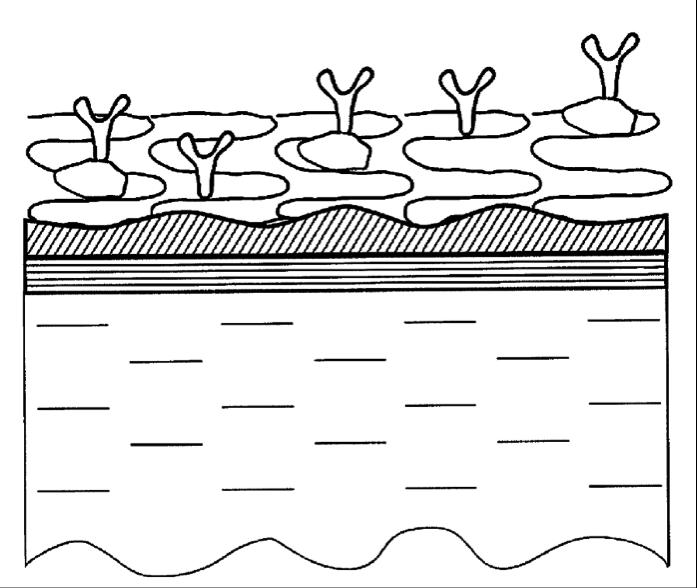 Schematic cross-sectional view of the graphene biosensor chip from US Patent Application No. 2015/0301039 (Oct 2015). (MIPT)
