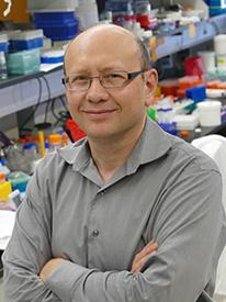 Dmitri Simberg, Ph.D., and University of Colorado Cancer Center colleagues unravel the mechanisms that let the immune system recognize nanoparticles, potentially helping useful particles evade the body's defenses. Credit CU Cancer Center