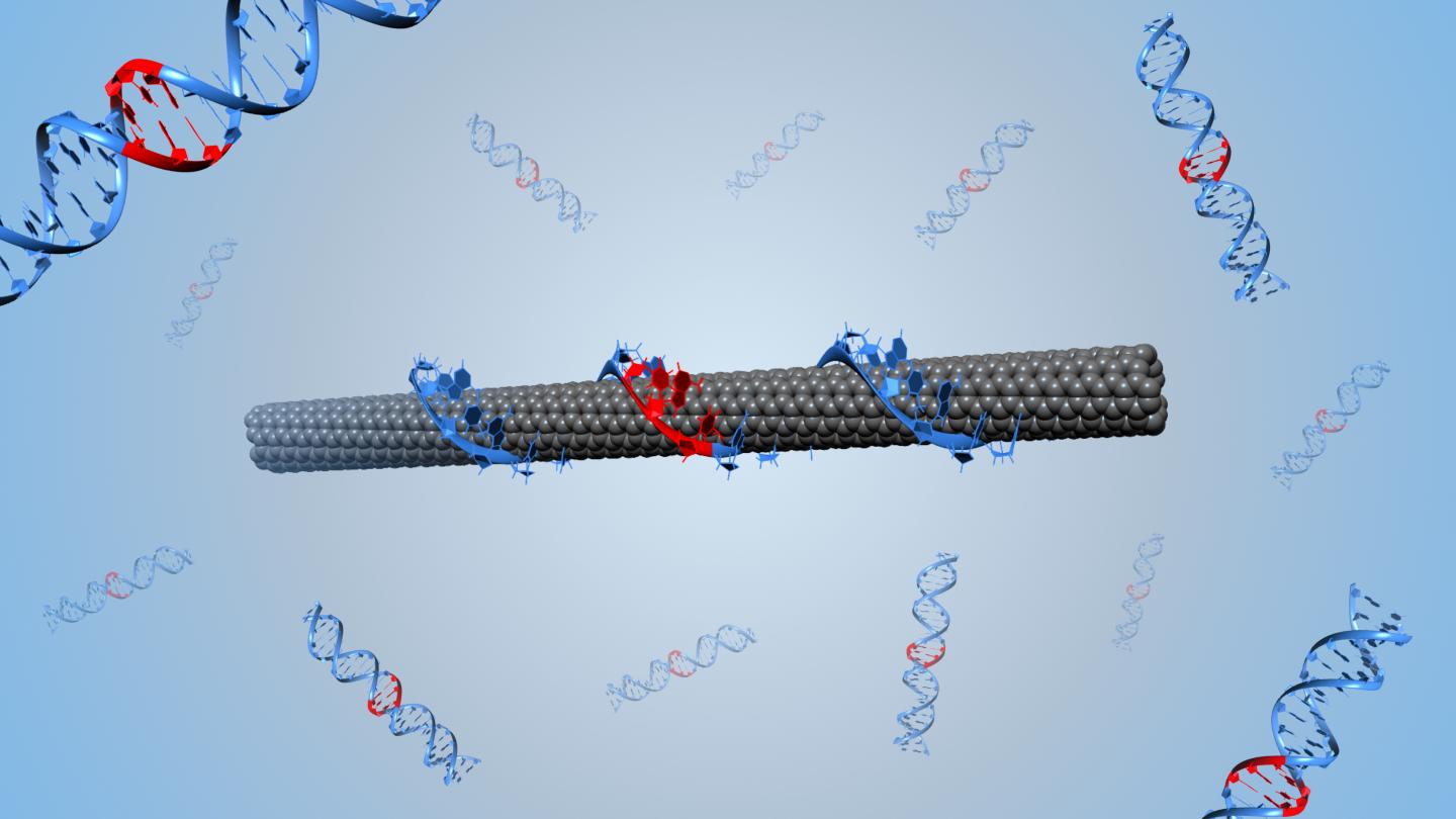 This is an illustration of a DNA-wrapped single-walled carbon nanotube. @ Benjamin Lambert, EPFL