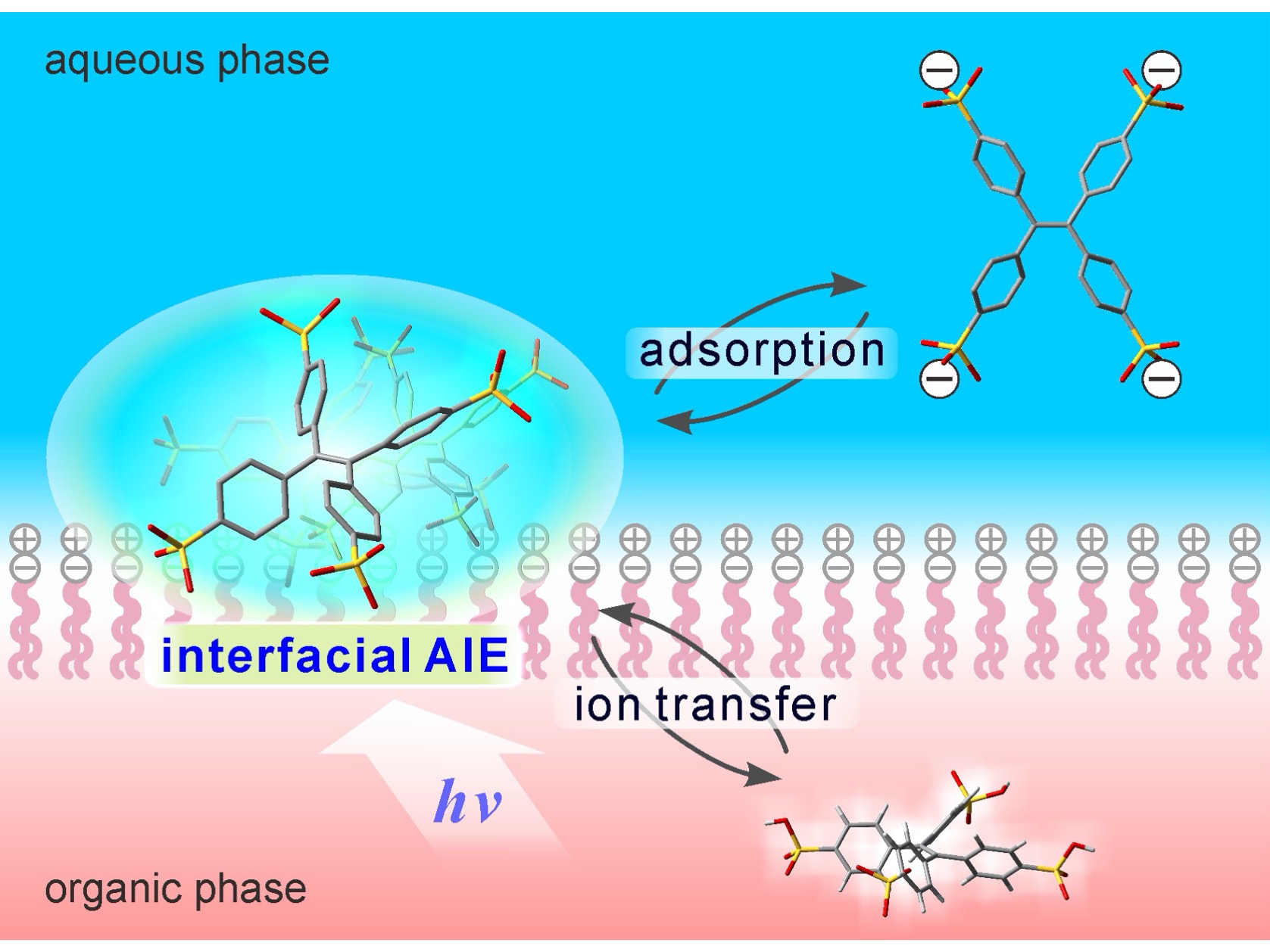 Water-soluble tetraphenylethene (TPE) derivatives bearing anionic groups exhibit aggregation-induced emission (AIE) behavior specifically at liquid-liquid interfaces. Interfacial AIE process responds reversibly to the externally applied potential at a biomembrane-mimetic interface, indicating potential ability of the TPEs as a membrane potential-sensitive probe in biomedical applications, especially selective imaging of liposomes and exosomes. KANAZAWA UNIVERSITY