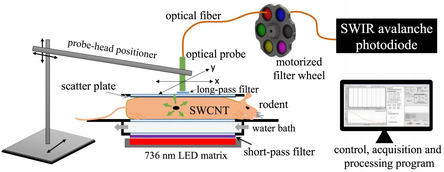 Rice University and MD Anderson researchers have developed a technique that uses fluorescent nanotube-based probes to locate specific tumors in the body. @ Weisman Lab/Rice University