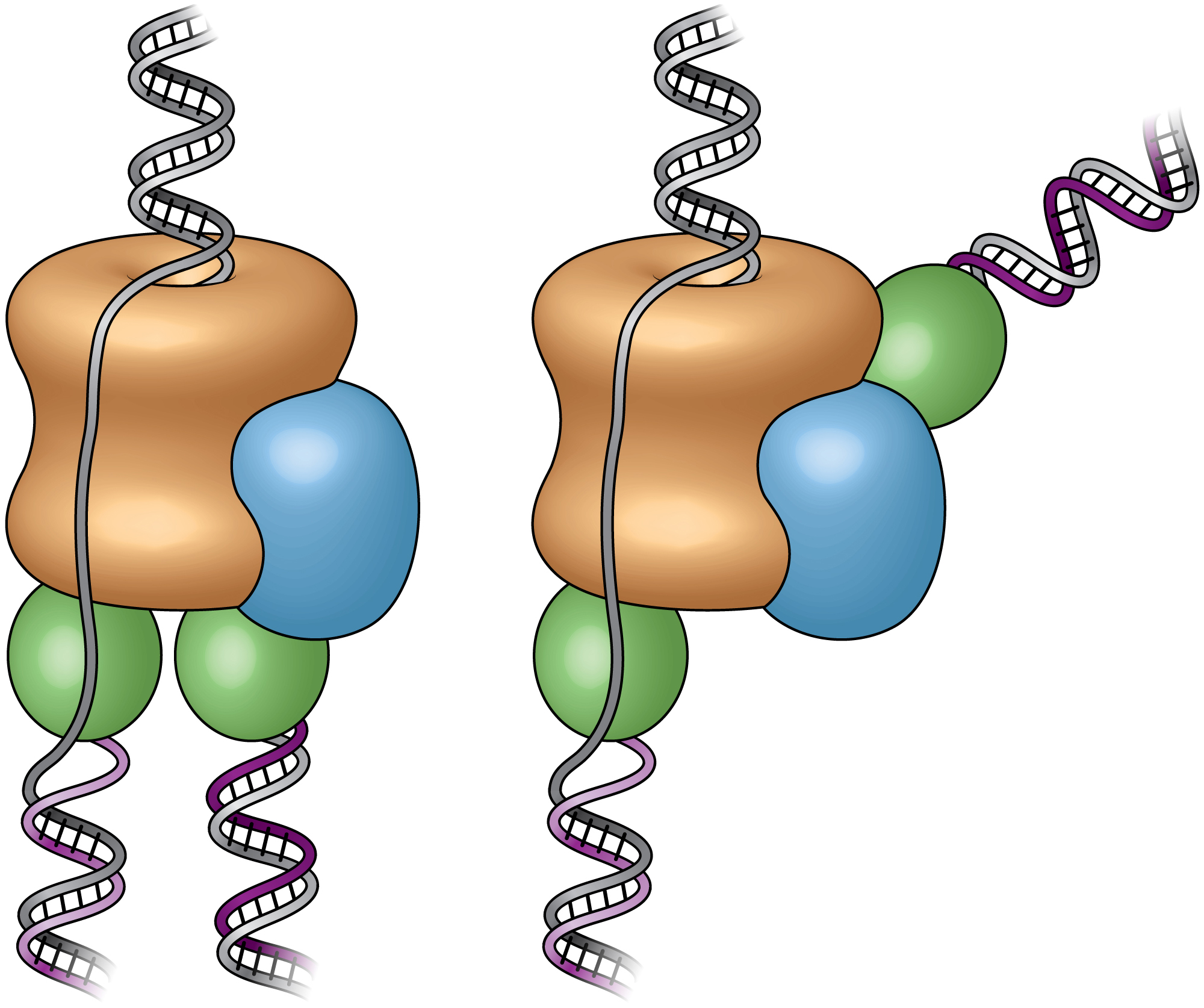 These cartoons show the old "textbook" view of the replisome, left, and the new view, right, revealed by electron micrograph images in the current study. Prior to this study, scientists believed the two polymerases (green) were located at the bottom (or back end) of the helicase (tan), adding complementary DNA strands to the split DNA to produce copies side by side. The new images reveal that one polymerase is located at the front end of the helicase. The scientists are conducting additional studies to explore the biological significance of this unexpected location.