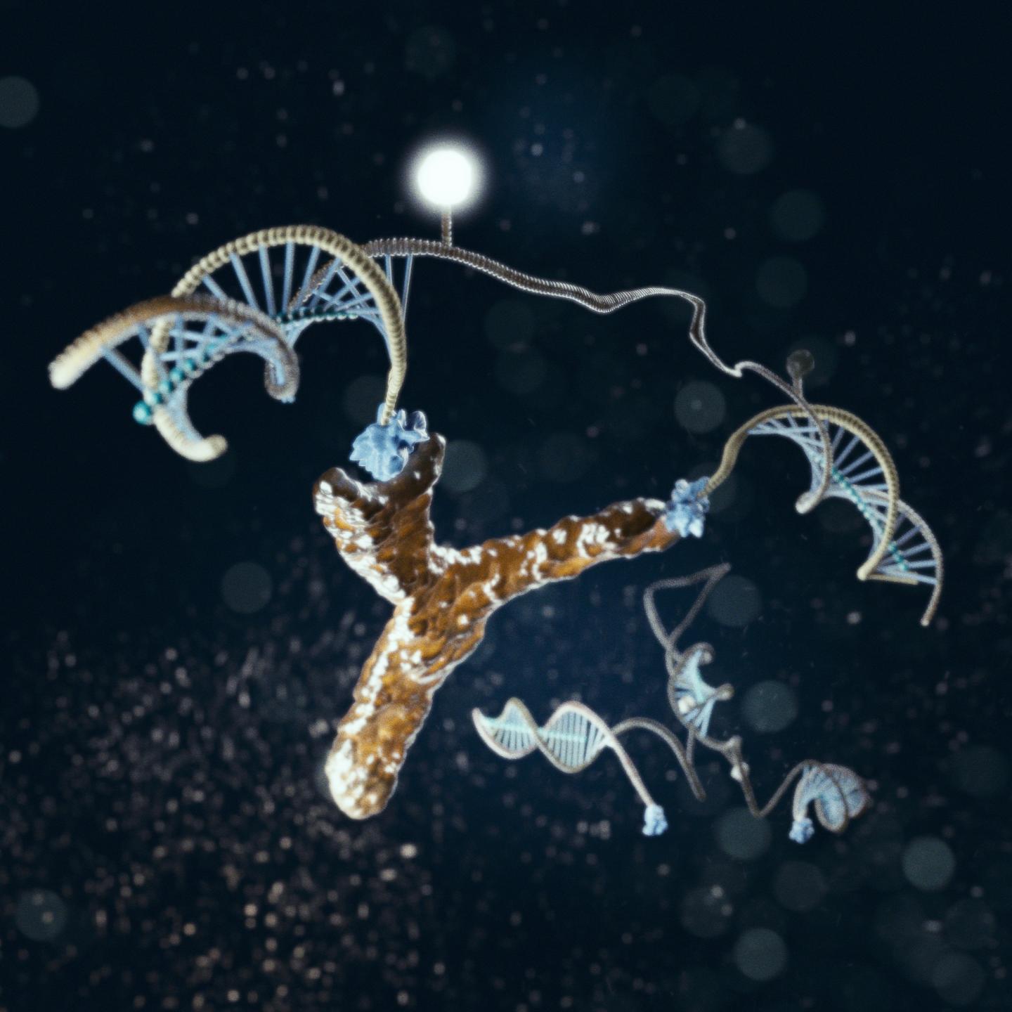 New research may revolutionize the slow, cumbersome and expensive process of detecting the antibodies that can help with the diagnosis of infectious and auto-immune diseases such as rheumatoid arthritis and HIV. An international team of researchers have designed and synthesized a nanometer-scale DNA "machine" whose customized modifications enable it to recognize a specific target antibody. Their new approach, which they described this month in Angewandte Chemie, promises to support the development of rapid, low-cost antibody detection at the point-of-care, eliminating the treatment initiation delays and increasing healthcare costs associated with current techniques. The light-generating DNA antibody detecting nanomachine is illustrated here in action, bound to an antibody.