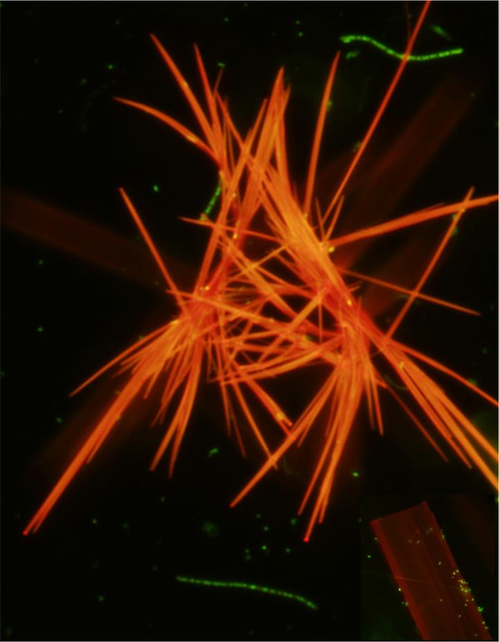 Crystals of neutral red Image: UNSW