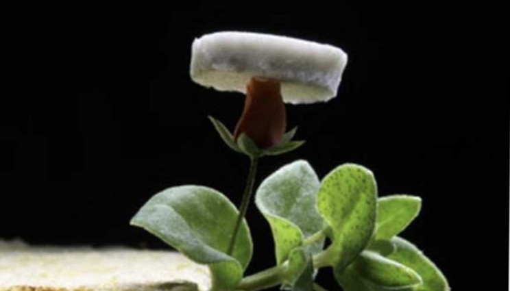A new ultralight silver nanowire aerogel developed by Lawrence Livermore National Laboratory scientist is so light that it could lay on a fragile rosebud without the flower wilting.