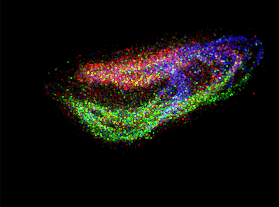 A three-dimensional reconstruction of nine cubic millimeters of mouse hippocampus profiled with Slide-seq (colors indicate different cell types). Courtesy of the Chen and Macosko labs.