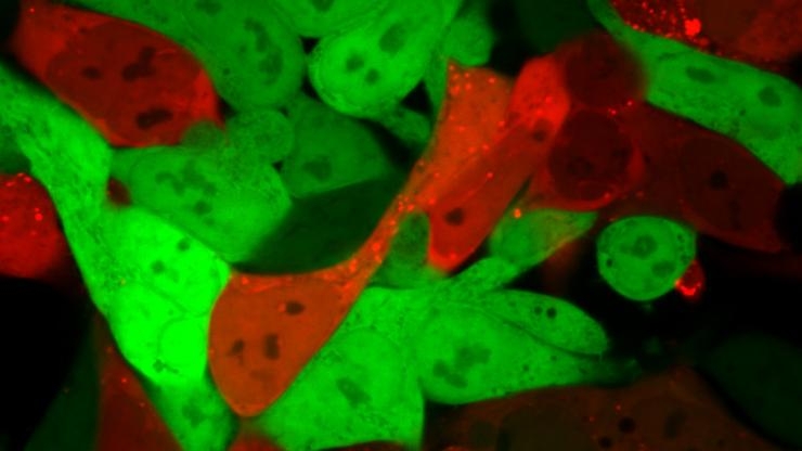 Cells that are normally bright green turn bright red after lipid nanoparticles have delivered an mRNA cargo encoding Cre. Cells that are red contain the mRNA, while green cells do not. @ Daryll Vanover, Georgia Tech