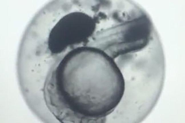 The research uses new gold nanotechnology and lasers to warm the embryo-the stumbling block in previous studies. The results have profound implications for human health, wildlife conservation, and aquaculture. @ University of Minnesota/Smithsonian Conservation Biology Institute