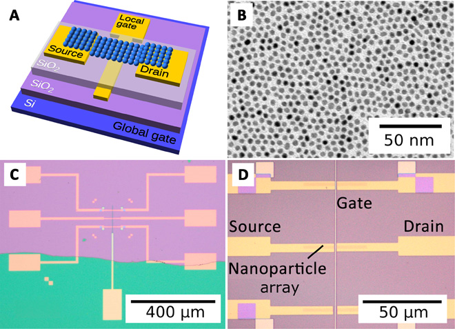 (A) Schematic drawing. (B) Transmission electron micrograph of the CoPt nanoparticle monolayer as assembled by the Langmuir-Blodgett method. (C and D) Light micrographs of the final devices with three pairs of source and drain contacts as well as a local back-gate electrode. The gap between the leads and thus the length of the nanoparticle channel is 1, 2, or 3 μm (top to bottom). @ Universität Hamburg